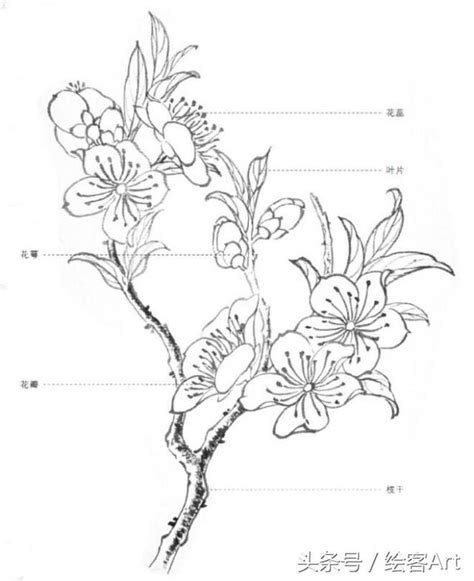 桃花怎麼畫